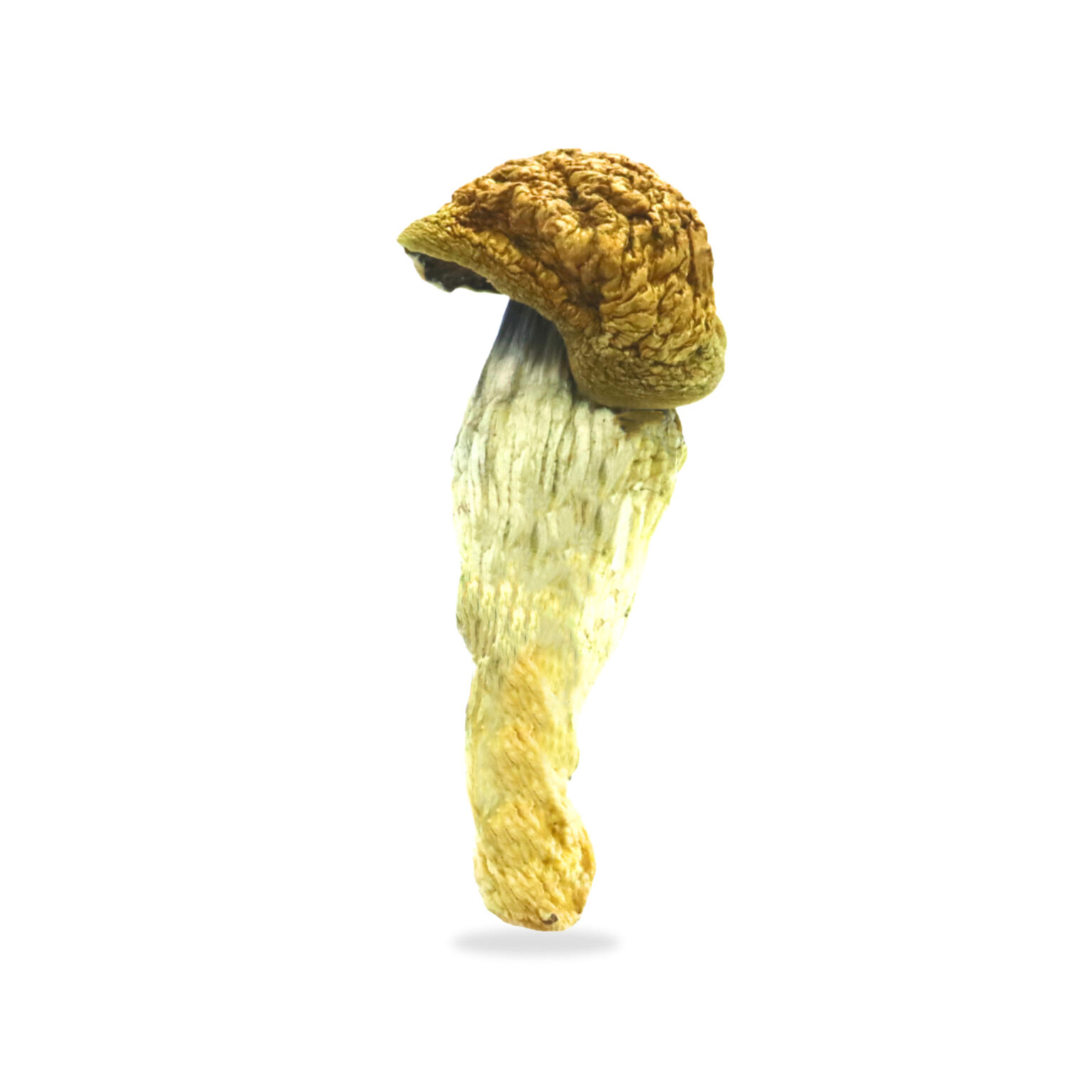 Buy B+ Magic Mushrooms Online - Mushrooms Home