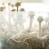 Tidal Wave Ape Mushroom Grow Bag