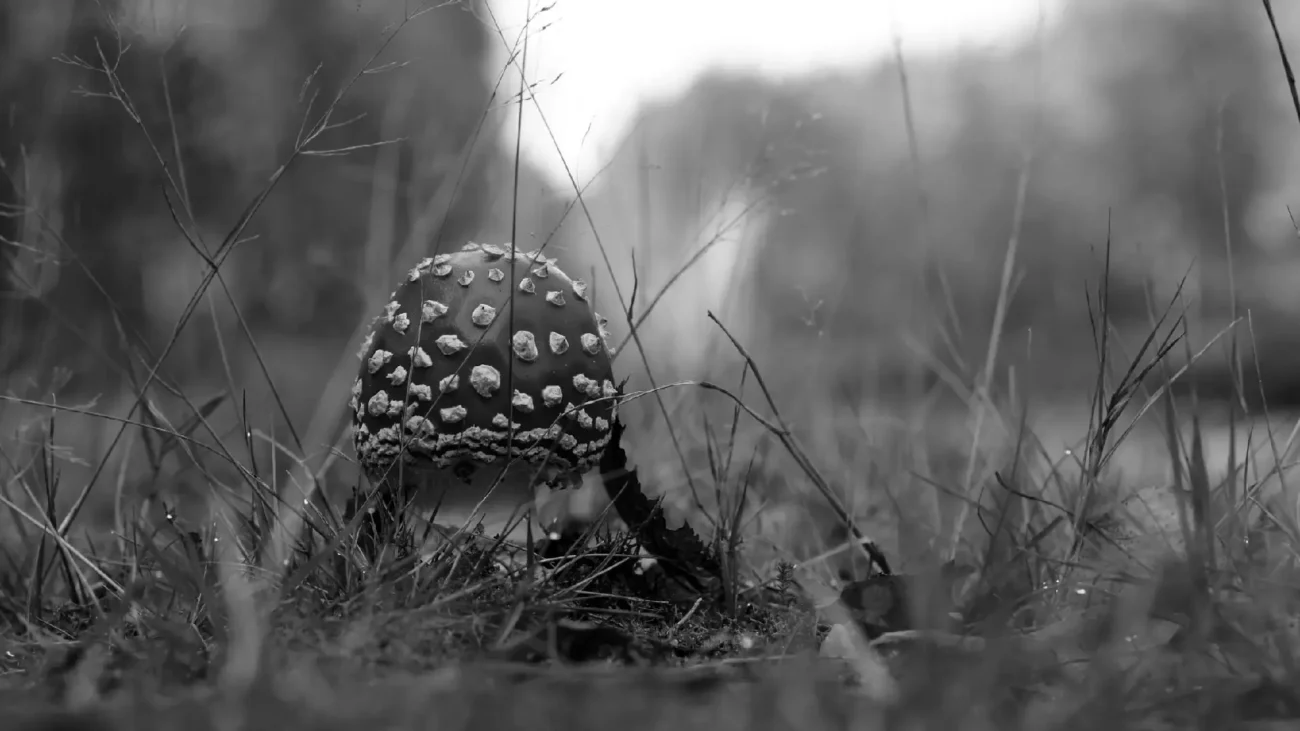 buy magic mushrooms
