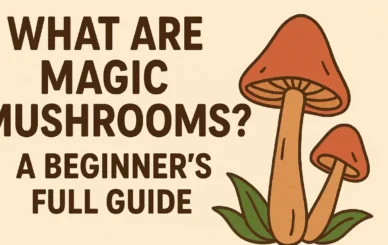 A Beginner’s Full Guide