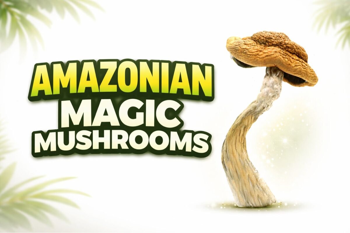 amazonian magic mushroom