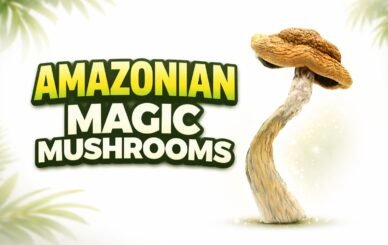 amazonian magic mushroom