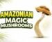 amazonian magic mushroom