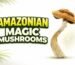amazonian magic mushroom