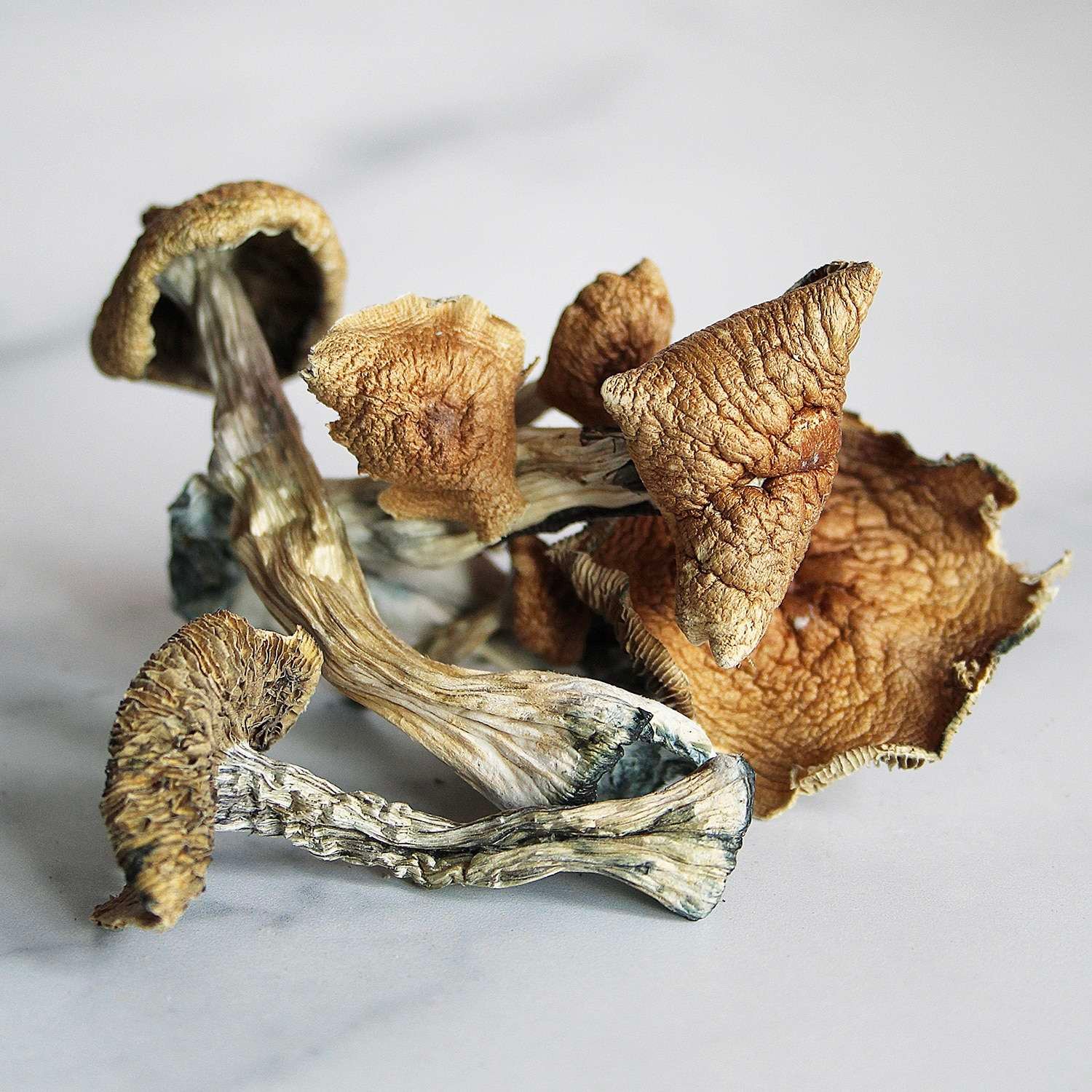 4.jpg Gold Cap Mushrooms - Image 1