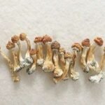 Cubensis Mushrooms