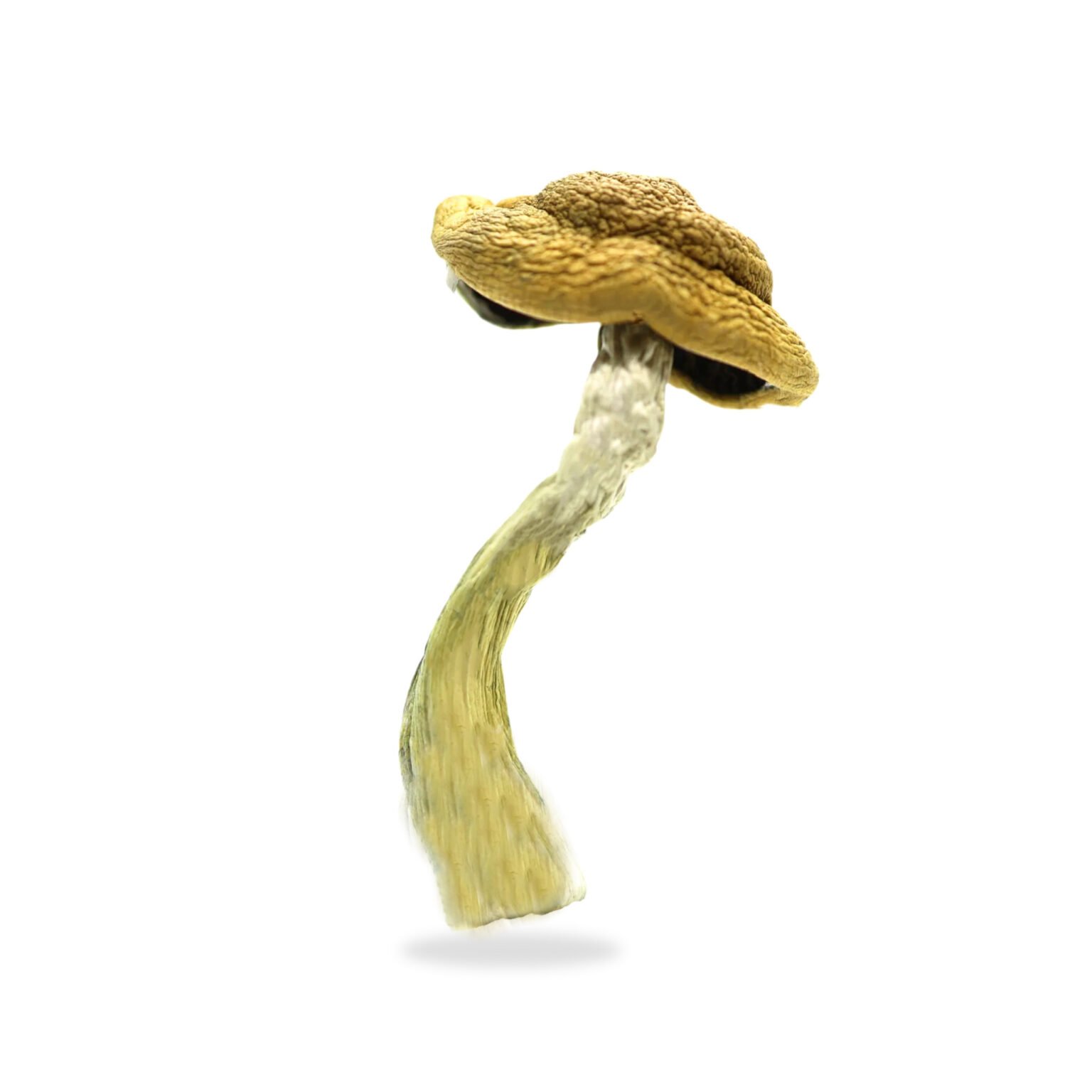 Amazonian-2-3-1-1-1536x1536-1.jpeg Amazonian Magic Mushrooms - Image 1