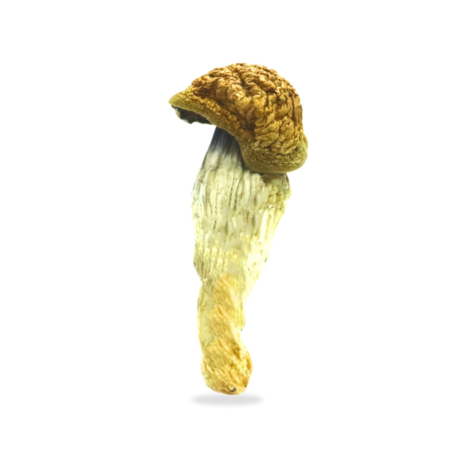 B-Magic-Mushrooms-1-1-1536x1536-1.jpeg B+ Magic Mushrooms - Image 1