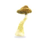 Golden Teachers Mushrooms