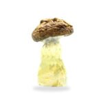 Albino Penis Envy Mushrooms