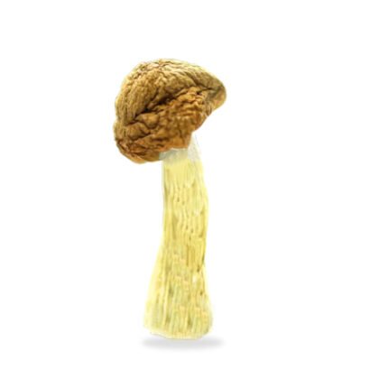 Penis Envy Shrooms