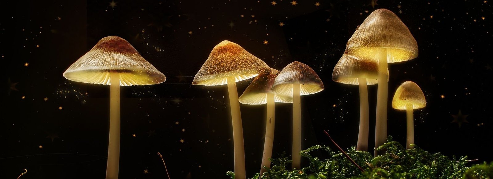 magic mushrooms title banner