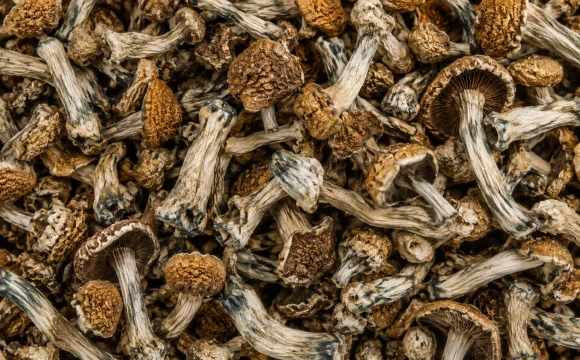 dried shrooms